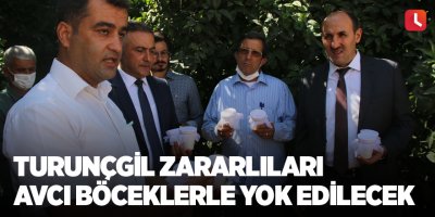 Turunçgil zararlıları avcı böceklerle yok edilecek