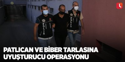 Patlıcan ve biber tarlasına uyuşturucu operasyonu
