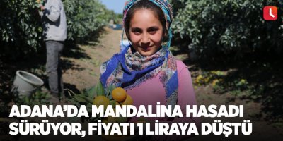 Adana’da mandalina hasadı sürüyor, fiyatı 1 liraya düştü