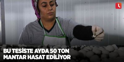Bu tesiste ayda 50 ton mantar hasat ediliyor