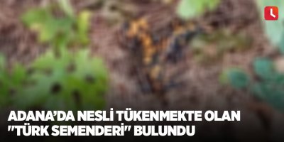 Adana’da nesli tükenmekte olan "Türk semenderi" bulundu