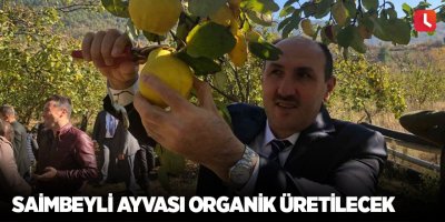 Saimbeyli ayvası organik üretilecek
