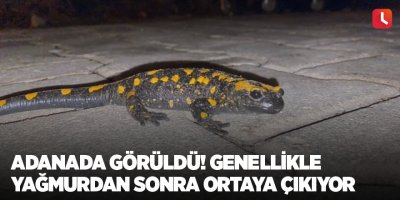 Adanada görüldü! Genellikle yağmurdan sonra ortaya çıkıyor