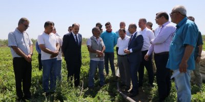 Şehrimiz yılda 1 milyon ton karpuz üretiyor