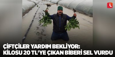 Çiftçiler yardım bekliyor: Kilosu 20 TL'ye çıkan biberi sel vurdu