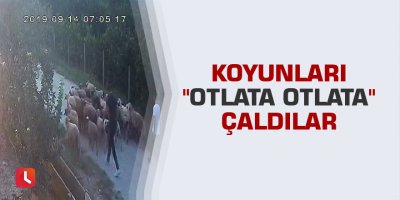 Koyunları "otlata otlata" çaldılar