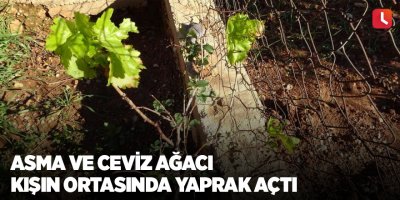 Asma ve ceviz ağacı kışın ortasında yaprak açtı