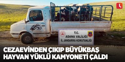 Cezaevinden çıkıp büyükbaş hayvan yüklü kamyoneti çaldı
