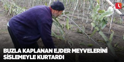 Buzla kaplanan ejder meyvelerini sislemeyle kurtardı