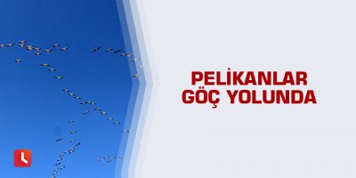 Pelikanlar göç yolunda
