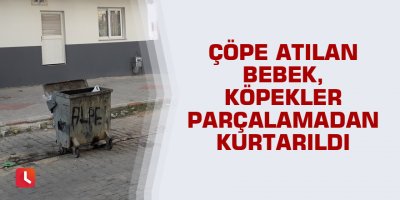 Çöpe atılan bebek köpekler parçalamadan kurtarıldı
