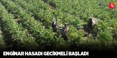 Enginar hasadı gecikmeli başladı