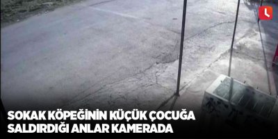 Sokak köpeğinin küçük çocuğa saldırdığı anlar kamerada