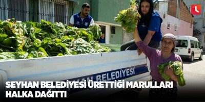 Seyhan Belediyesi ürettiği marulları halka dağıttı