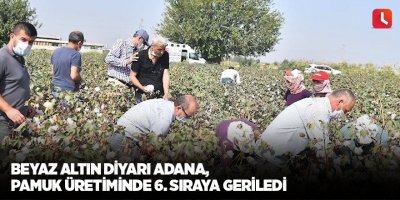 Beyaz altın diyarı Adana, pamuk üretiminde 6. sıraya geriledi