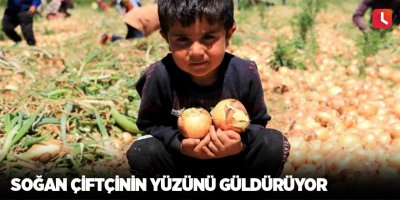 Soğan çiftçinin yüzünü güldürüyor