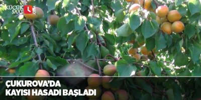 Çukurova’da kayısı hasadı