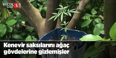 Kenevir saksılarını ağaç gövdelerine gizlemişler