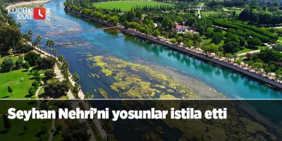 Seyhan Nehri’ni yosunlar istila etti