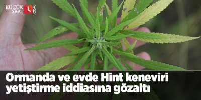 Adana'da ormanda ve evde Hint keneviri yetiştirme iddiasına gözaltı