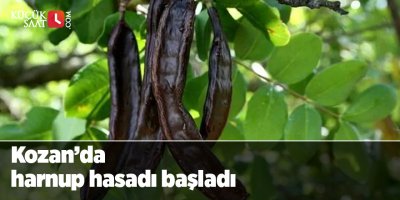 Kozan’da harnup hasadı başladı