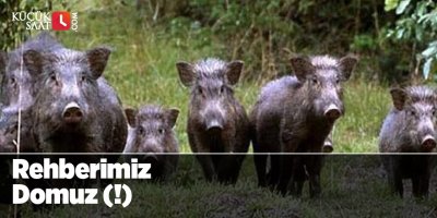 Rehberimiz Domuz (!)