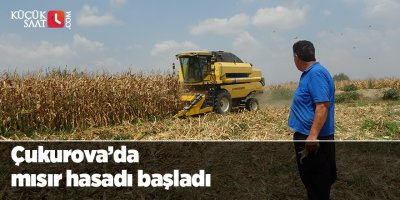 Çukurova’da mısır hasadı başladı