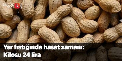 Yer fıstığında hasat zamanı: Kilosu 24 lira