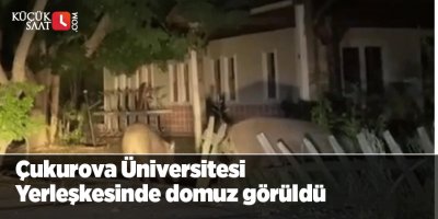 Çukurova Üniversitesi Yerleşkesinde domuz görüldü