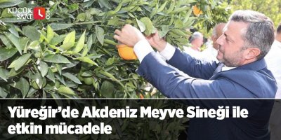 Yüreğir’de Akdeniz Meyve Sineği ile etkin mücadele