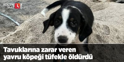 Tavuklarına zarar veren yavru köpeği tüfekle öldürdü