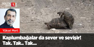 Kaplumbağalar da sever ve sevişir! Tak. Tak.. Tak...
