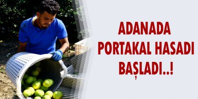 Adana’da portakal hasadı başladı..!
