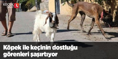 Köpek ile keçinin dostluğu görenleri şaşırtıyor