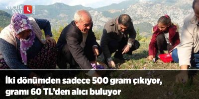 İki dönümden sadece 500 gram çıkıyor, gramı 60 TL’den alıcı buluyor