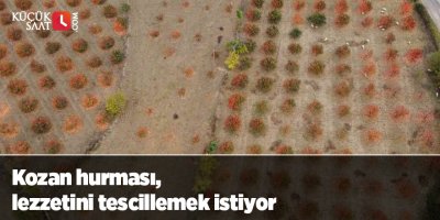 Kozan hurması, lezzetini tescillemek istiyor