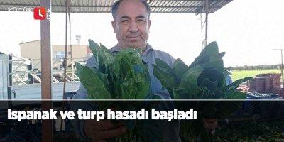 Ispanak ve turp hasadı başladı