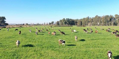 Seyhan'da hem üreticiye hem halka destek