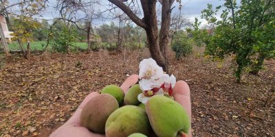 Kayısı ağacı kış ortasında çiçek açıp meyve verdi