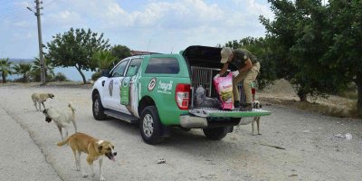 Adana’da 132 yasaklı ırk köpeğe el konuldu