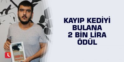 Kayıp kediyi bulana 2 bin lira ödül
