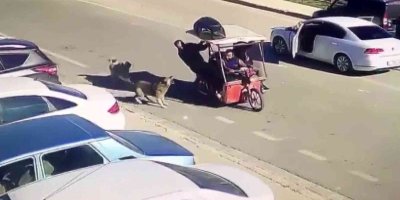 Köpekler saldırdı, motordan inen şahıs hayvanlara kızarak kovaladı