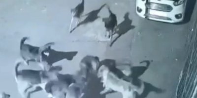 Sokak köpekleri dehşet saçtı