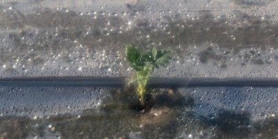 Adana’da erkenci karpuz fideleri toprakla buluştu