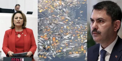 Ceyhan Nehri'ni kirleten 64 firma hangisi?