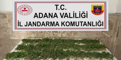 Adana’da 3 bin 250 kök Hint keneviri ele geçirildi