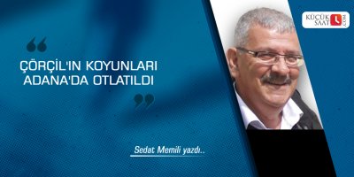 Çörçil'in koyunları Adana'da otlatıldı