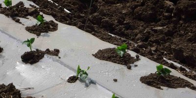 Salçalık biber fideleri toprakla buluştu