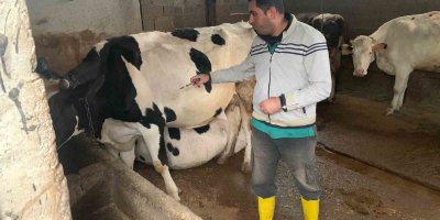 Şap hastalığına karşı aşılama devam ediyor