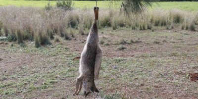 Tilkiyi vurup ağaca astılar
